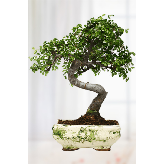 Phalaenopsis Orkide Çiçeği