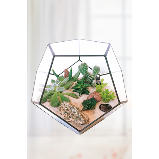 3 Dal Phalaenopsis Orkide