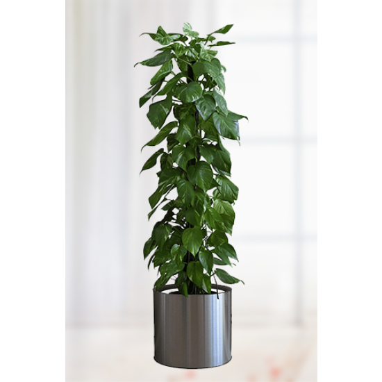 Renk Cümbüşü Mevsim Çiçekleri