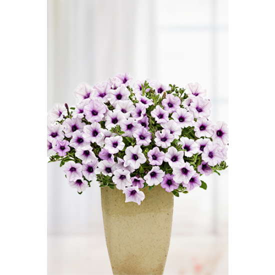 3 Dal Phalaenopsis Orkide