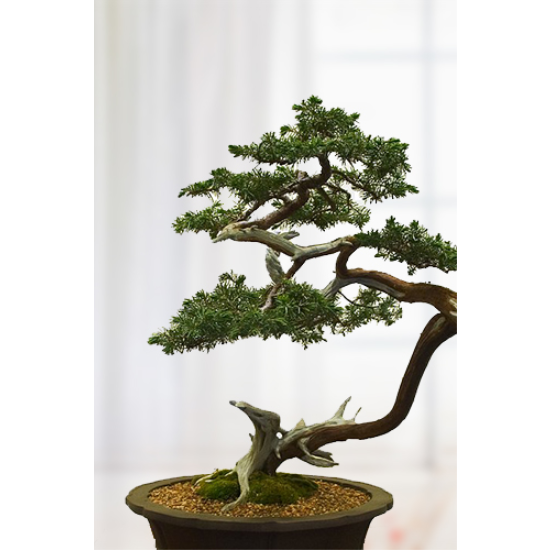 Çift Dal Mor Orkide ve Çikolata